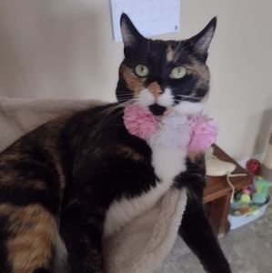 Meet your Posher, Tammy